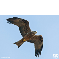 گروه کورکورها Kites